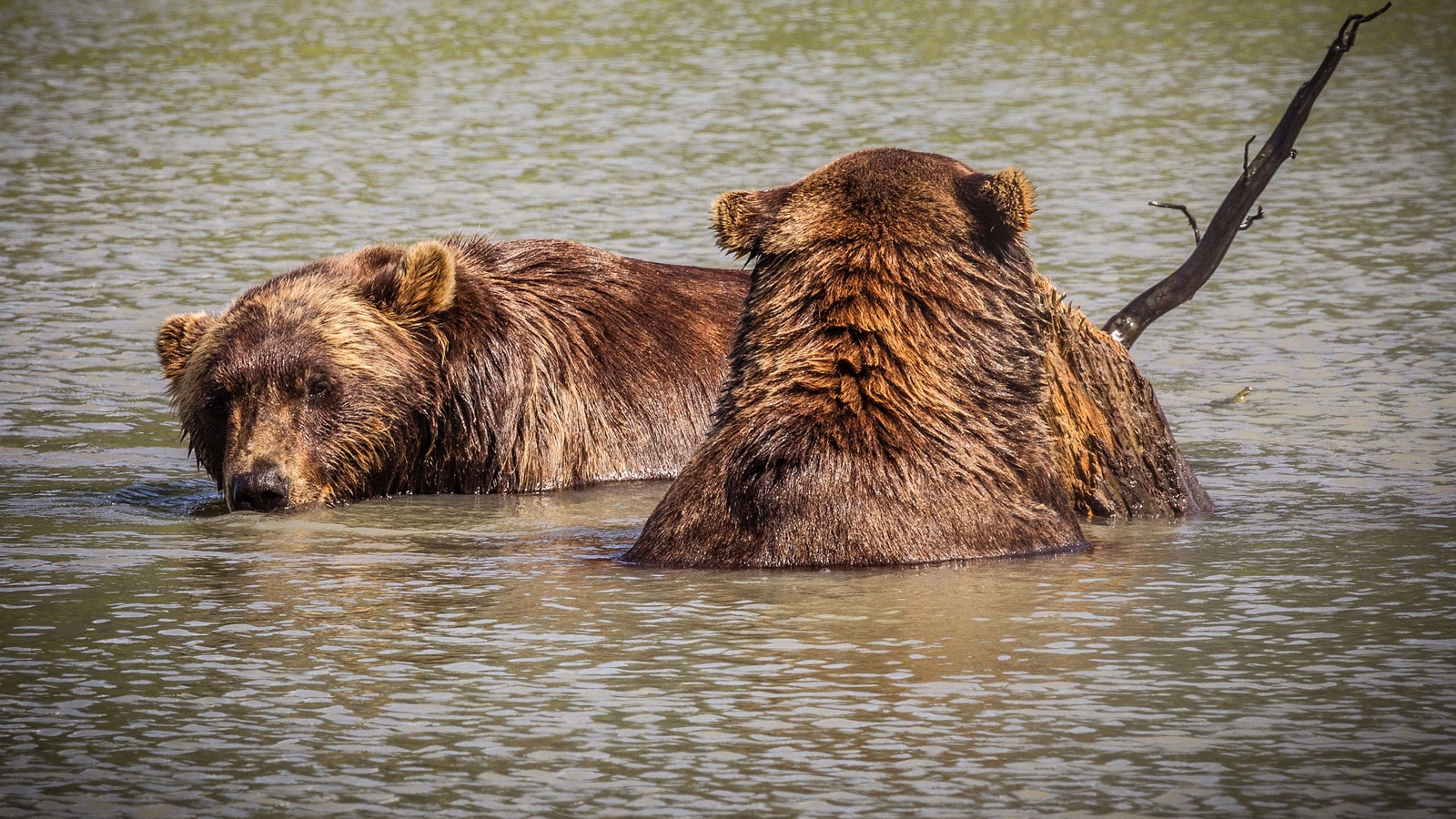 Watching Brown Bears In Alaska From Small Ship Cruises