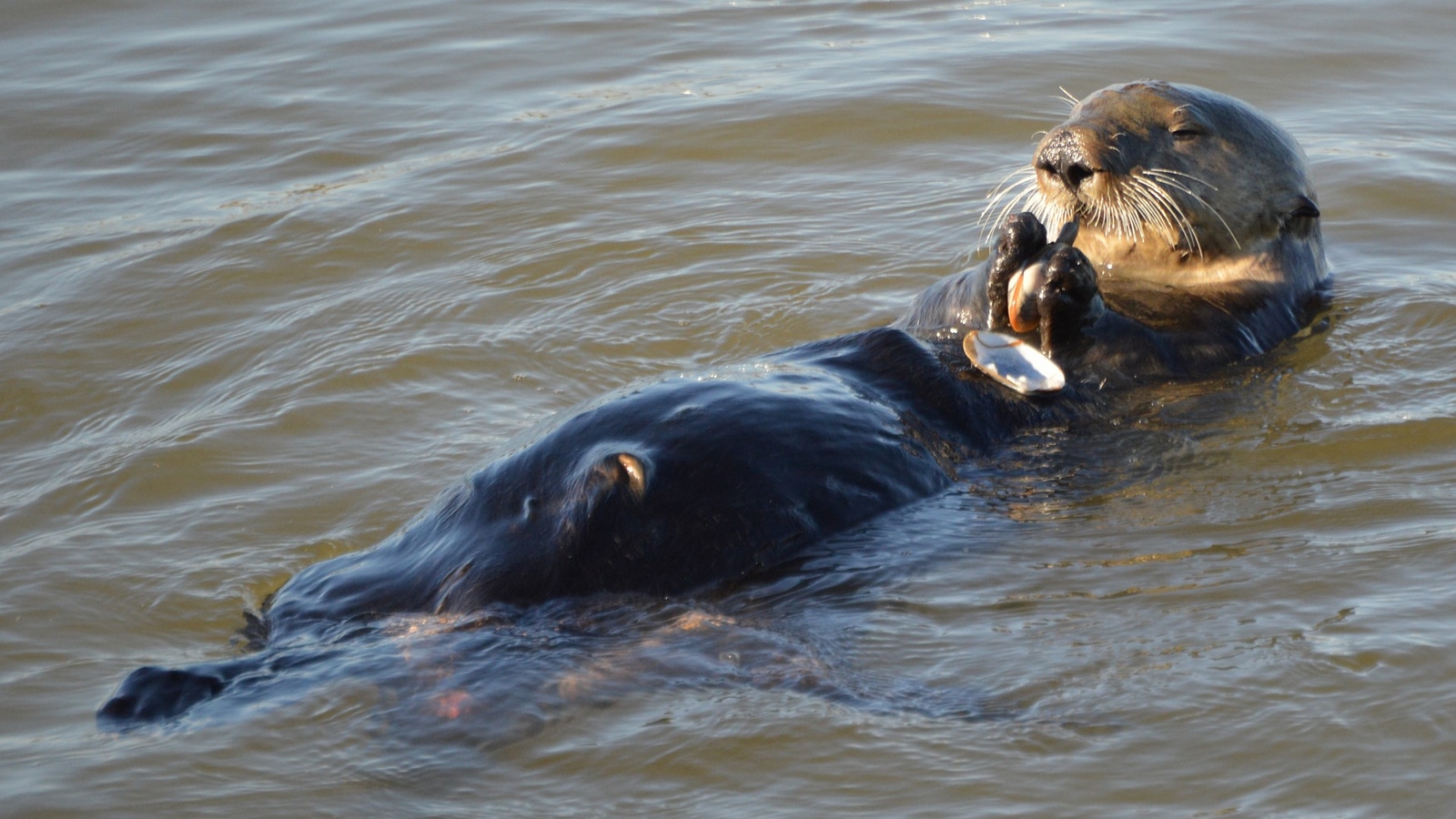 Wildlife Spotting - Sea Otters