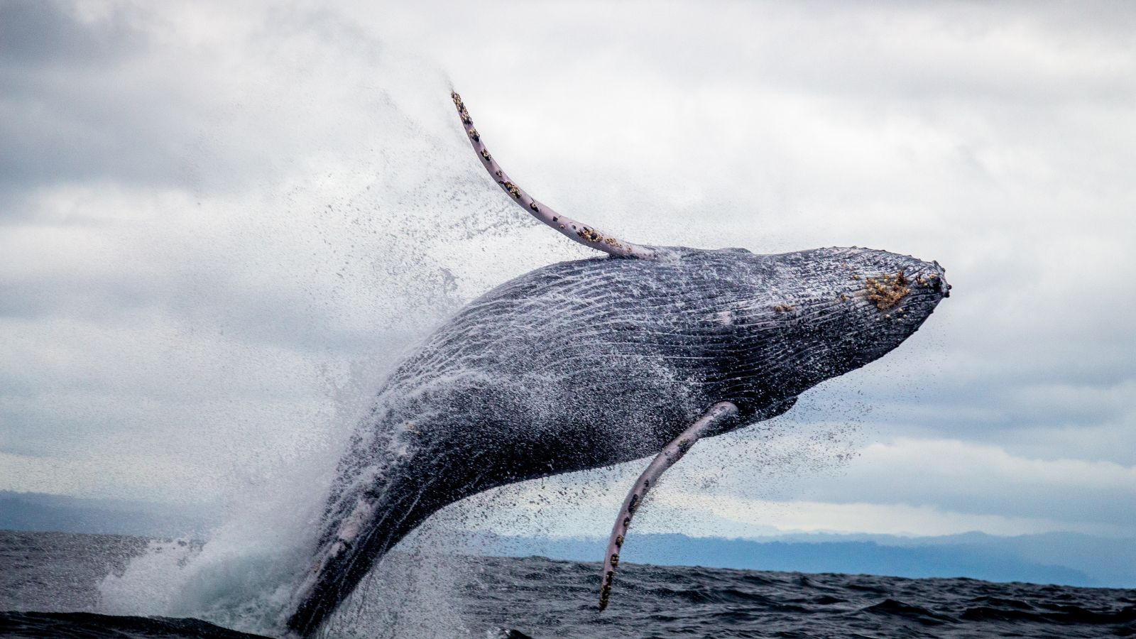 Whale Jumping Out Of The Water